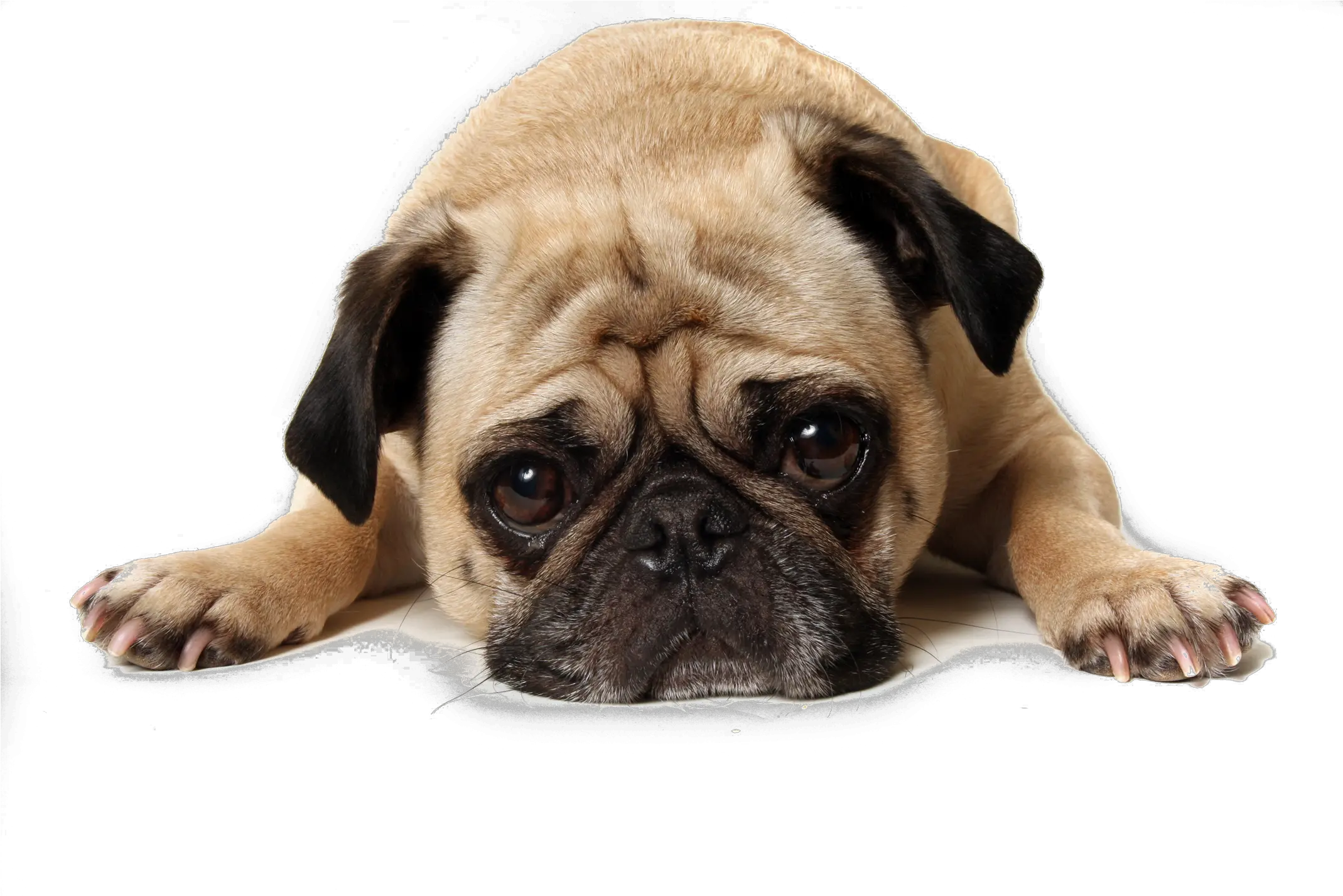 Pug Transparent Background Png Transparent Transparent Background Dog Png Pug Transparent Background