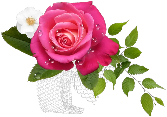 Download Flor Rosas Png Thinking Of You Get Well Soon Rosas Png
