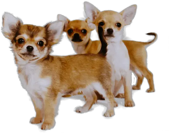 Chihuahua Puppies Health Inspection Checklist Chihuahua Png Chihuahua Png