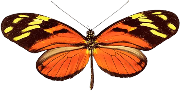 Butterfly Antenna Png