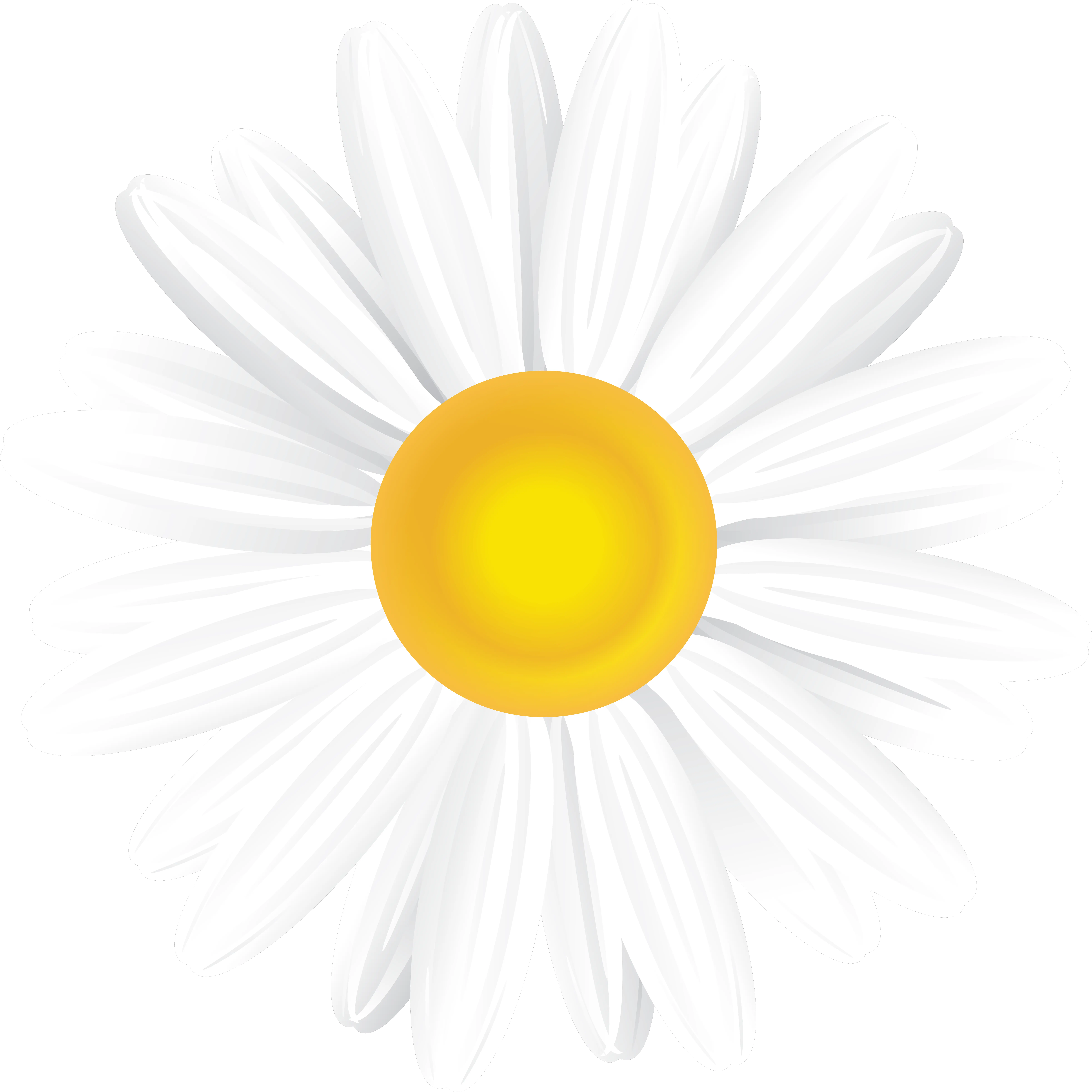 Download Hd White Daisy Png Transparent