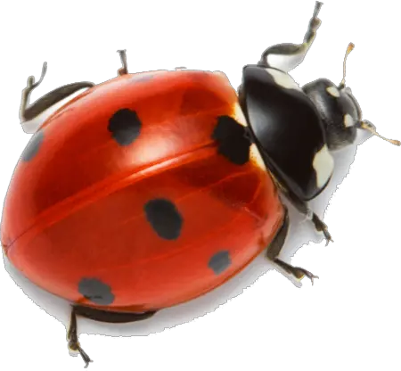 Ladybug Clipart Hd Lady Bug Png Ladybug Png