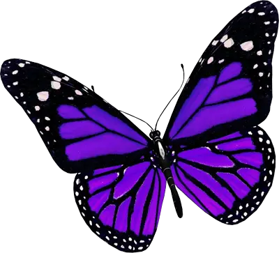 Background Butterfly Png