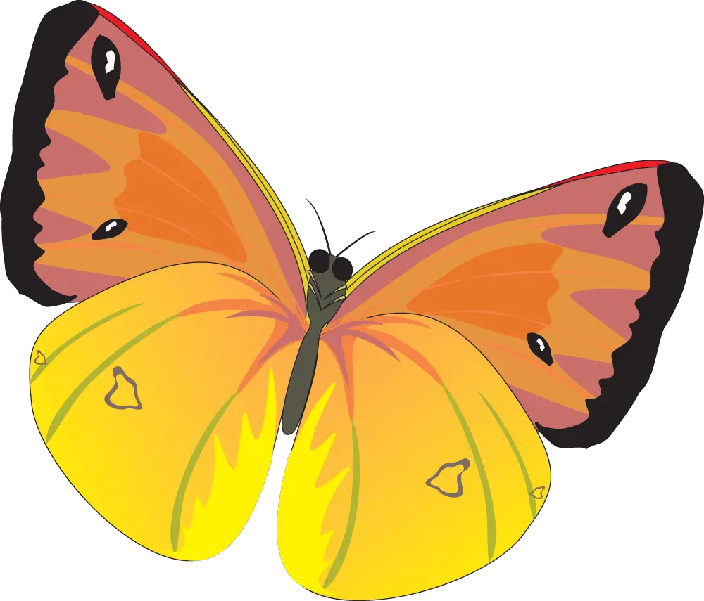 Butterfly Png Vector