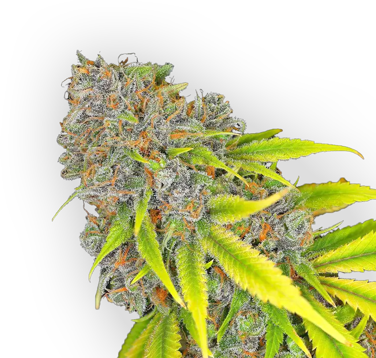 Download Hd Cannabis Bud Cannabis Transparent Png Image Flower Cannabis Png
