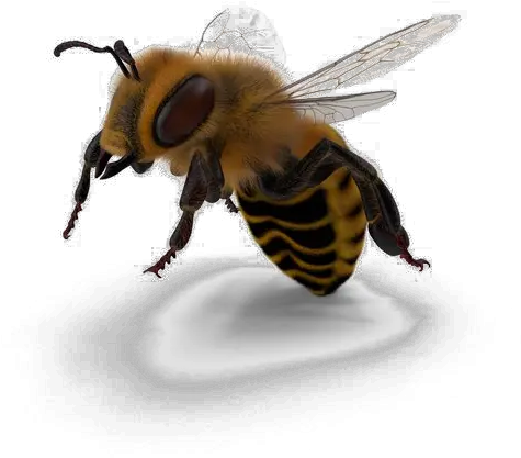 Bee Png Image Portable Network Graphics Bee Png