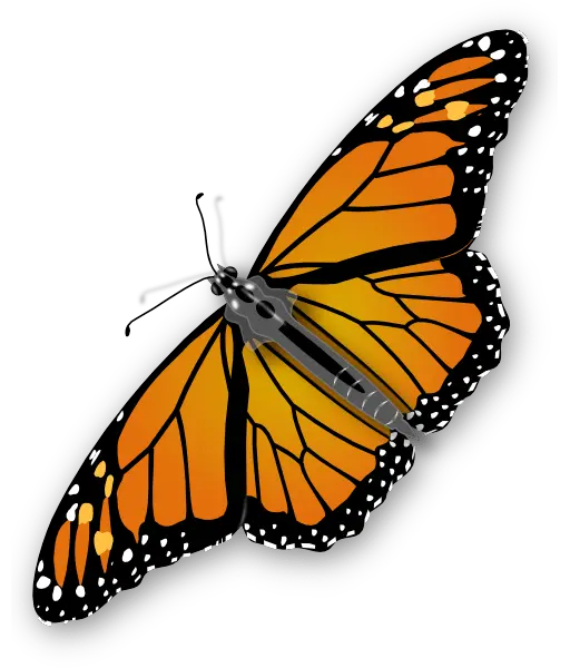 Flying White Butterfly Png