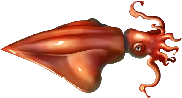 Squid Png Diamondback Squid Drawing Squid Png