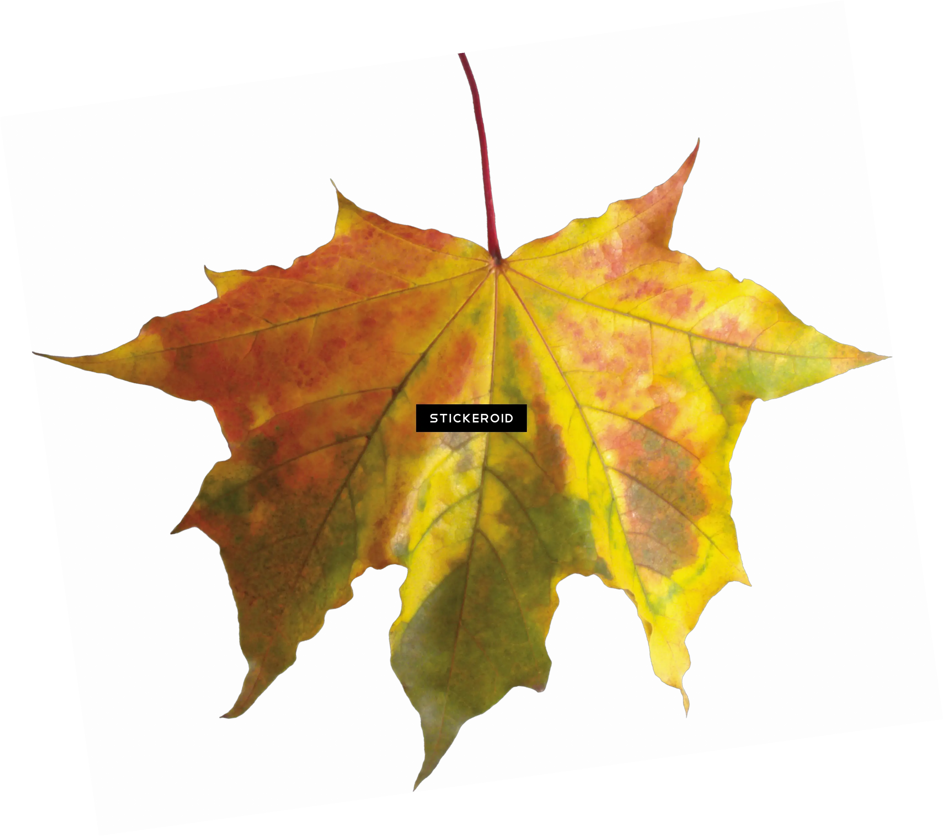 Red Autumn Leaf Leaves Fall Leaf Without Background Png Leaf Transparent Background png