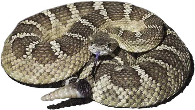 Rattlesnake Png Transparent Free Images Rattlesnakes In Kern County Rattlesnake Png