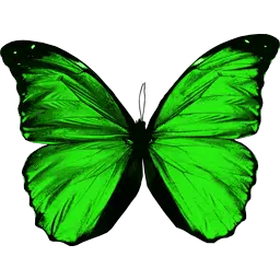 Real Butterfly Png