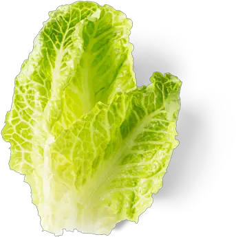 Chipotle Romaine Lettuce Romaine Lettuce Chipotle Png Lettuce Png