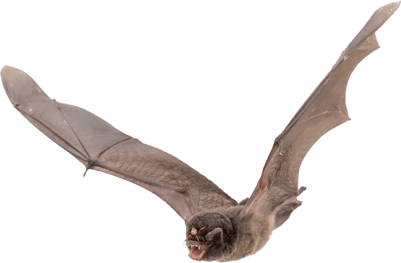 Clipart Bat Large Flying Bat Transparent Background Png Bats Png