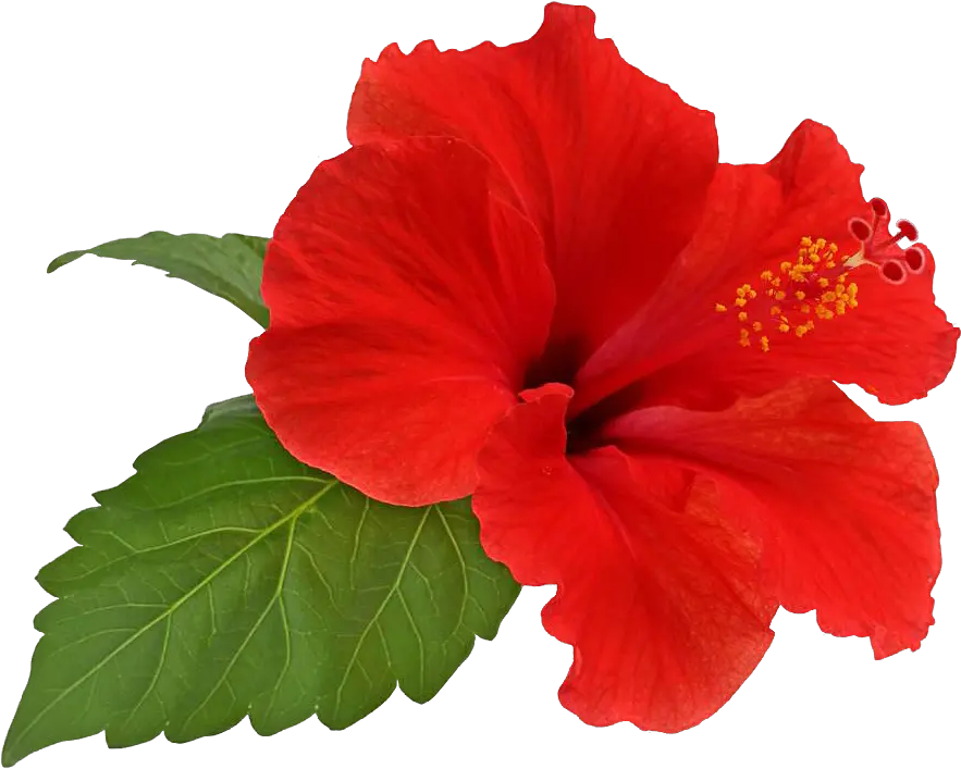 Hibiscus Flower Png Hibiscus Png Hibiscus Flower Png