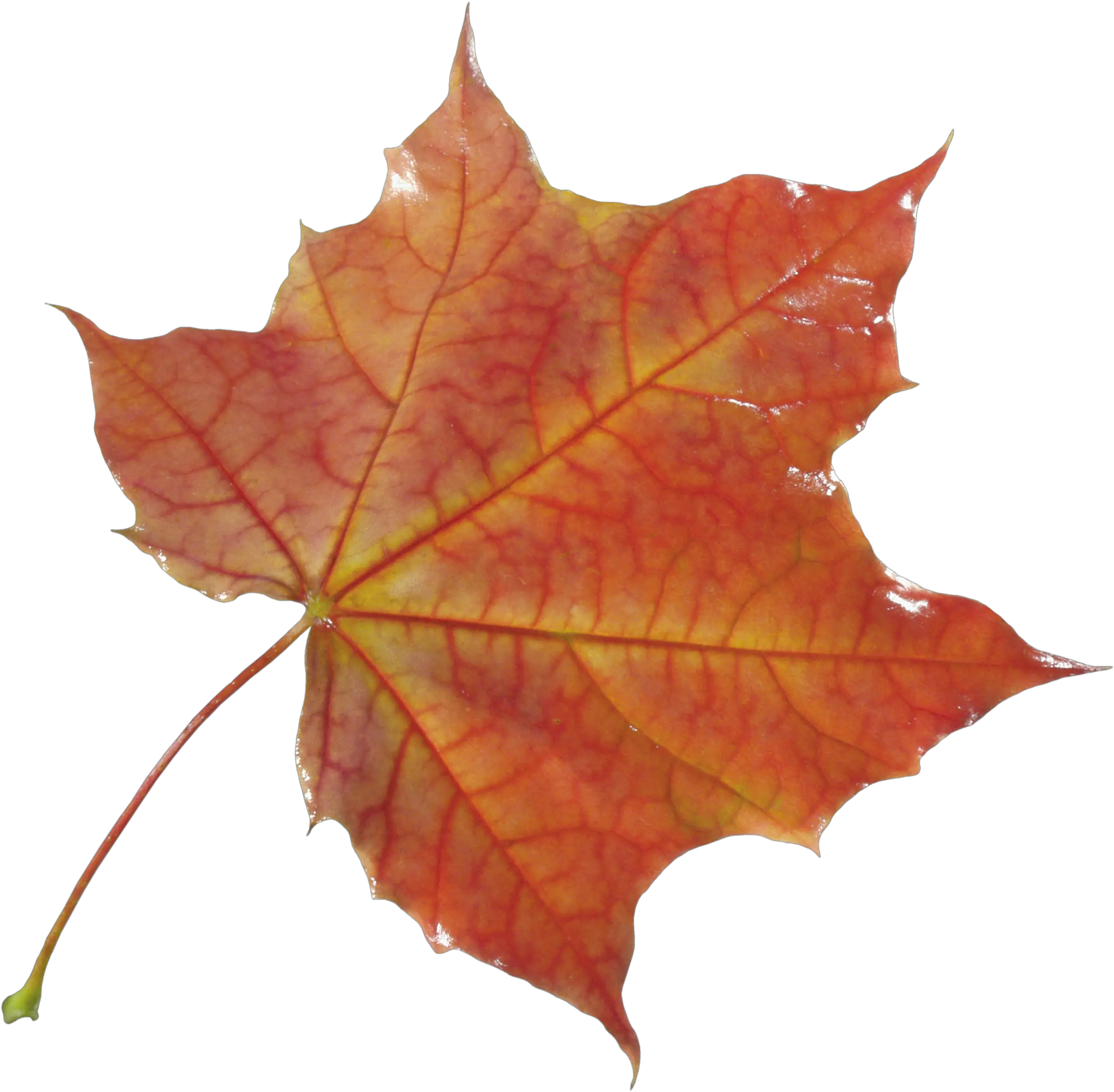 Png Images Free Yellow Leaves Autumn