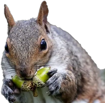Squirrel Transparent Image Png Play Squirrel Acorn Squirrel Transparent