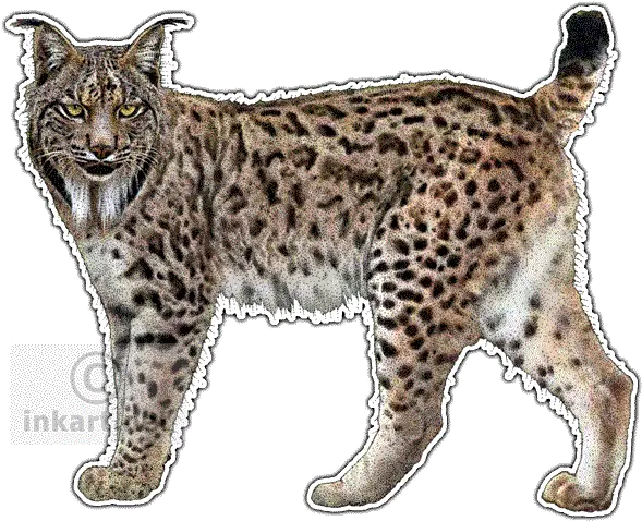 Lynx Png Transparent Iberian Lynx Png Lynx Png