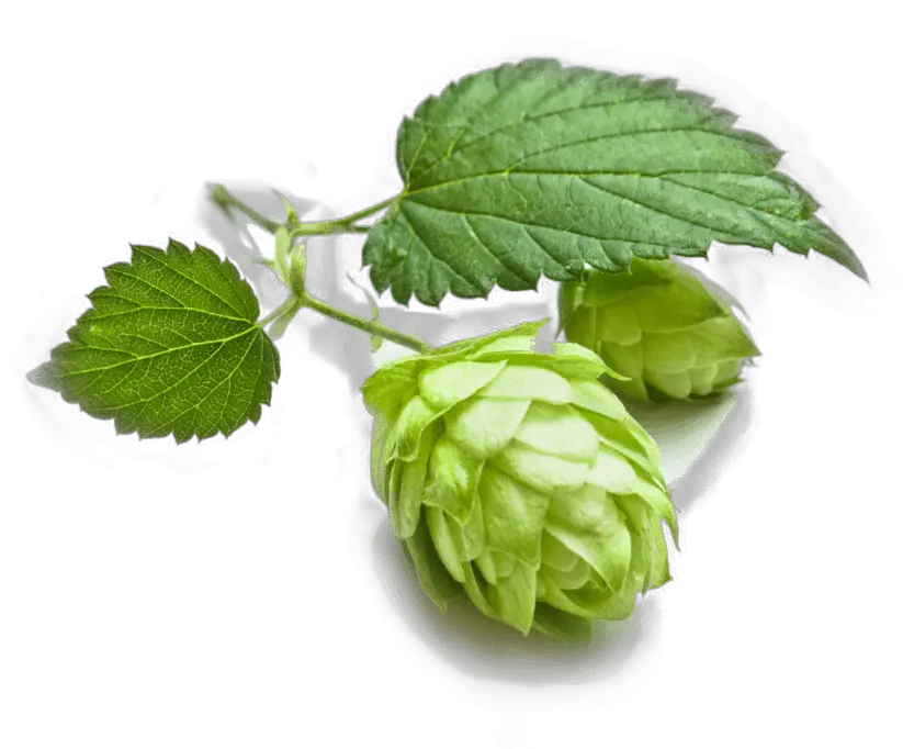 Download Grains Hops Brewing Cascade Beer Malts Clipart Png Beer Hops Png Free Hops Png