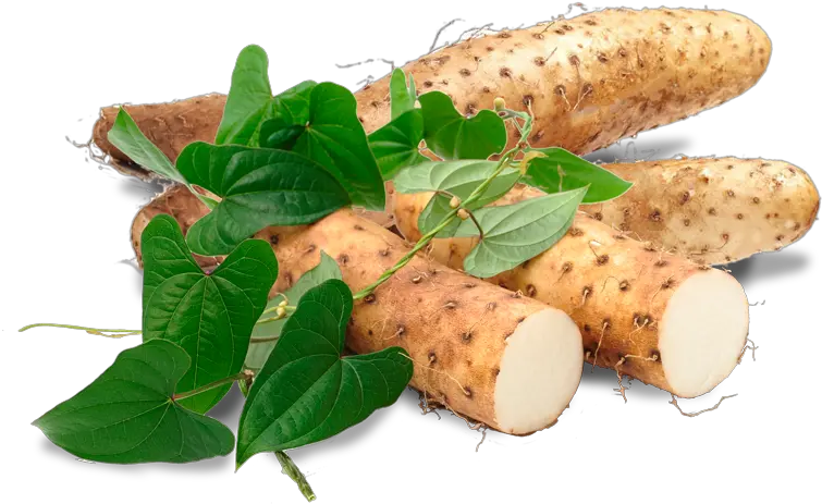 Chinese Yam Harmony Yam Png Yam Png