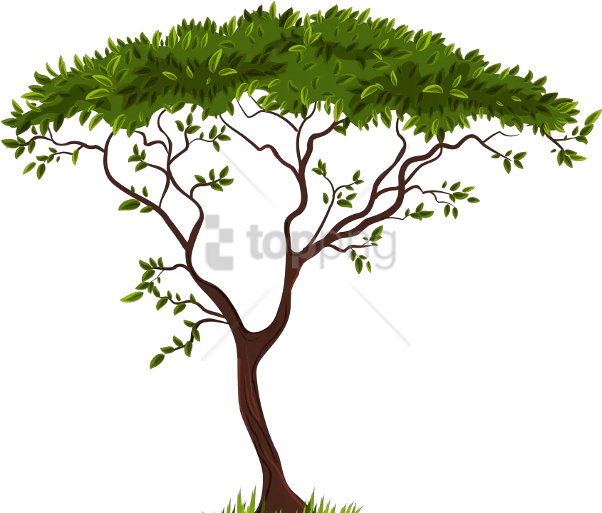 Download Hd Free Png Exotic Tree Clipart Photo Tree Clipart Transparent Background Trees Background Png