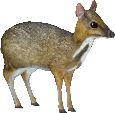 Mouse Deer Png Image Mouse Deer No Background Deer Png