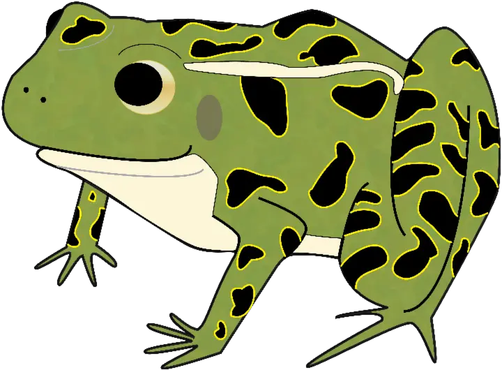 Clipart Free Download Bullfrog Drawing Kid Leopard Frog Northern Leopard Frog Cartoon Png Frog Clipart Png