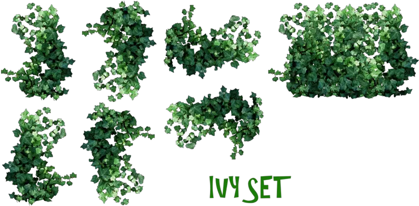 Ivy Leaves Png Transparent Images U2013 Free Vector Real Ivy Plants Png Ivy Transparent