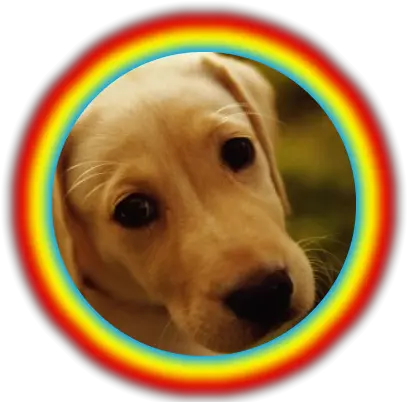 Masking Period 3 Cute Yellow Lab Puppies Png Yellow Glow Png