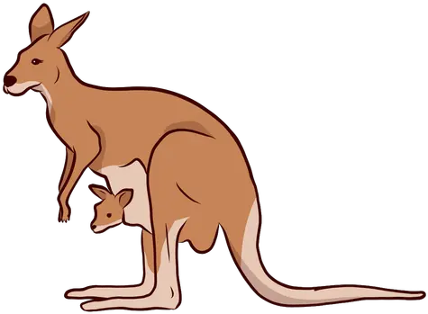 Kangaroo Baby Ear Tail Leg Kangaroo Illustration Png Kangaroo Png