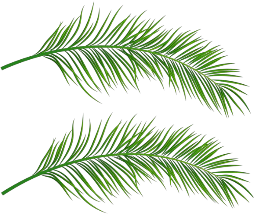 Palm Trees Clipart Free Download Clip Art Webcomicmsnet Palm Tree Leaf Transparent Png Trees Clipart Png