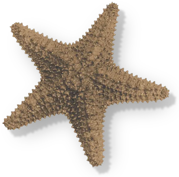 Sea Starlr Luisa Rosas Starfish Png Sea Star Png