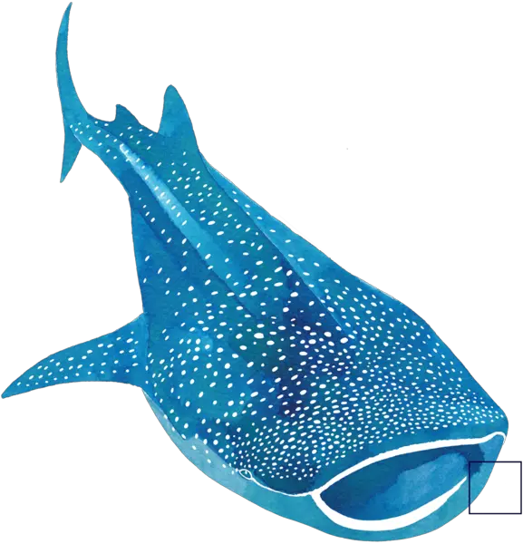Support The Project Png Whale Shark