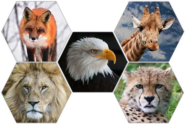 Wild Animals Png Transparent Wild Animals Animals Png