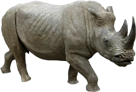 Rhino Png Background