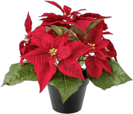 Artificial Poinsettias Transparent Png Gwiazda Betlejemska Ikea Poinsettia Png