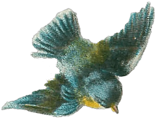 Vintage Bird Drawing Transparent Png Vintage Bird Drawing Png Birds Transparent png