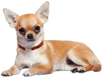 Dogs Transparent Png Images Chihuahua Life Span Dog Transparent