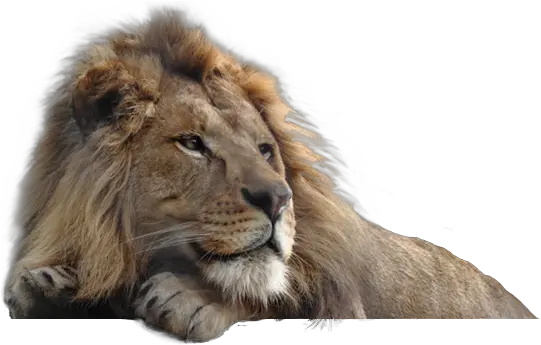 Lion Png Images Free Download Lions Lion Png 4k Lions Png