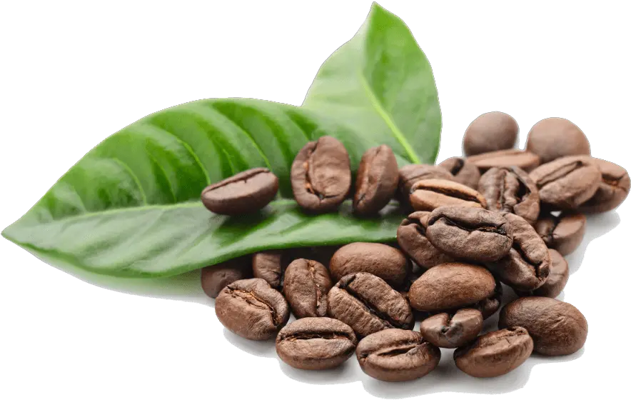 Coffee Beans Leaves Transparent Png Coffee Bean Png Transparent Beans Png