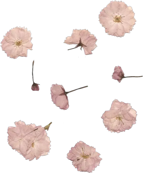 Cute White Vintage Flowers Pink Transparent Pink Dried Flower Png Flowers Transparent