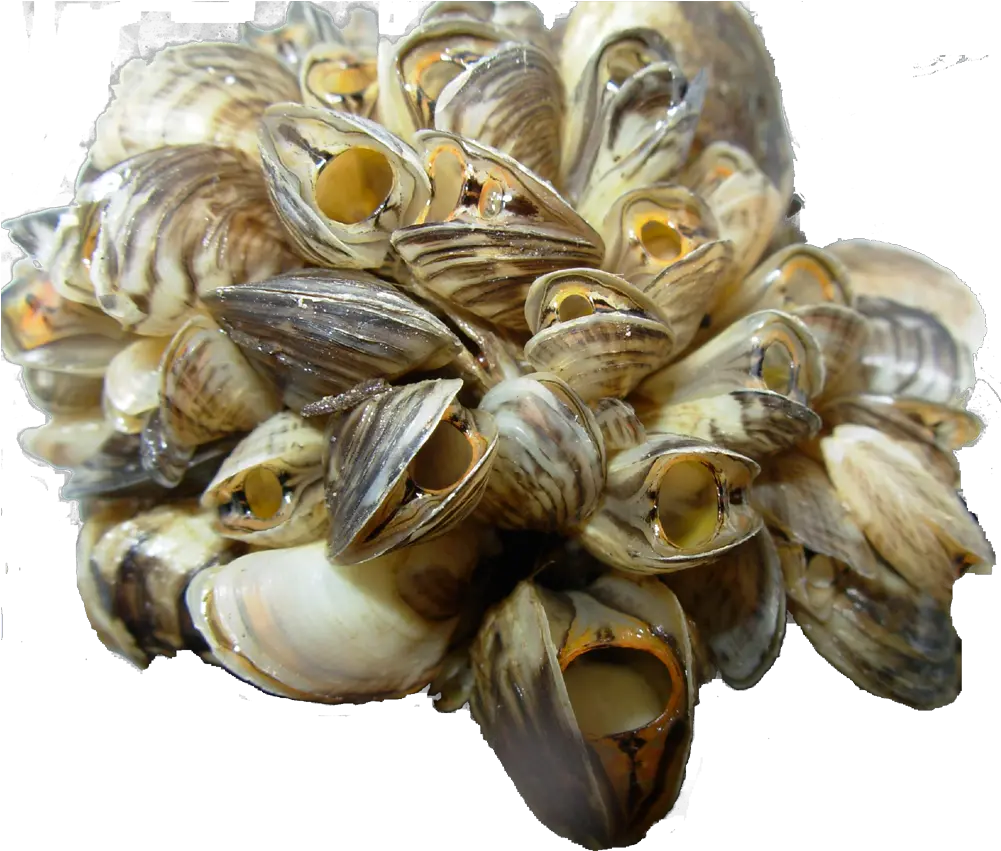 Zebra Mussel Transparent Background Mussel Png Zebra Transparent Background