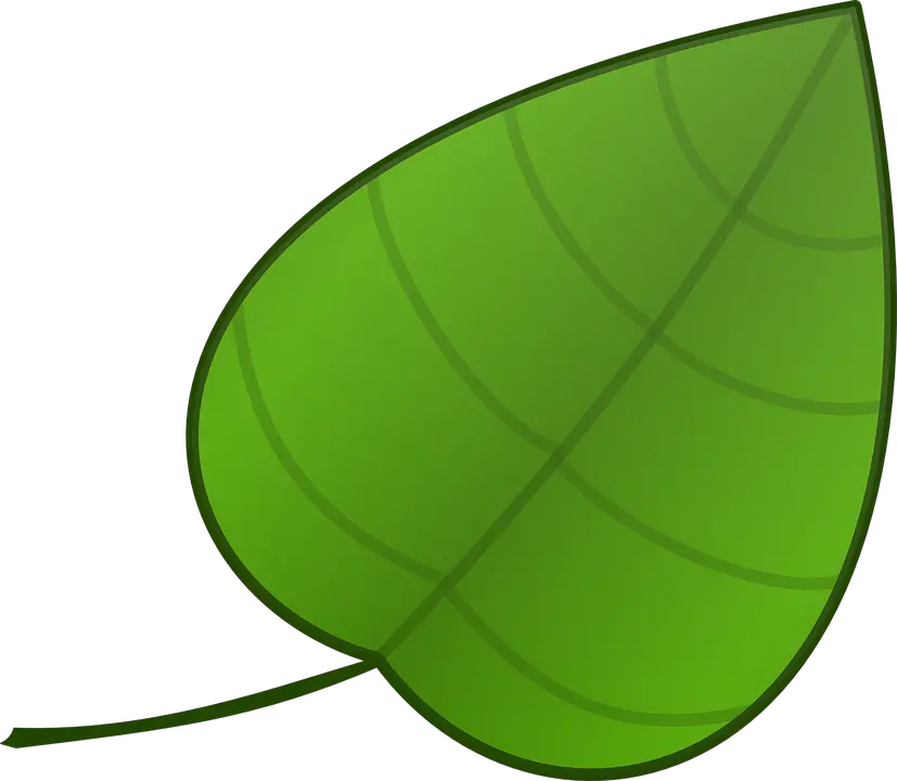 Aka Ivy Png Picture 1973459 Big Leaf Clipart Ivy Png