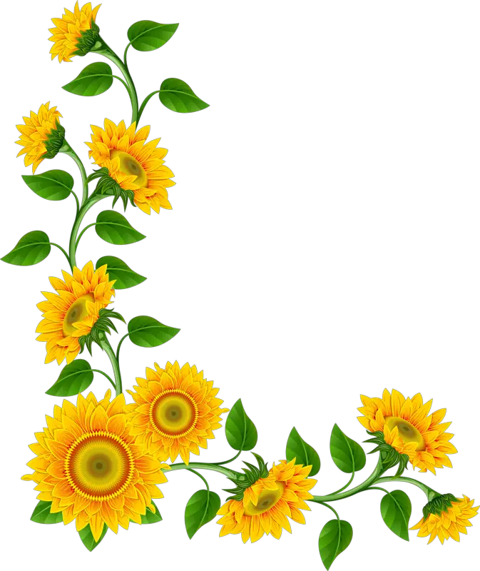 Black And White Sunflower Outline Png