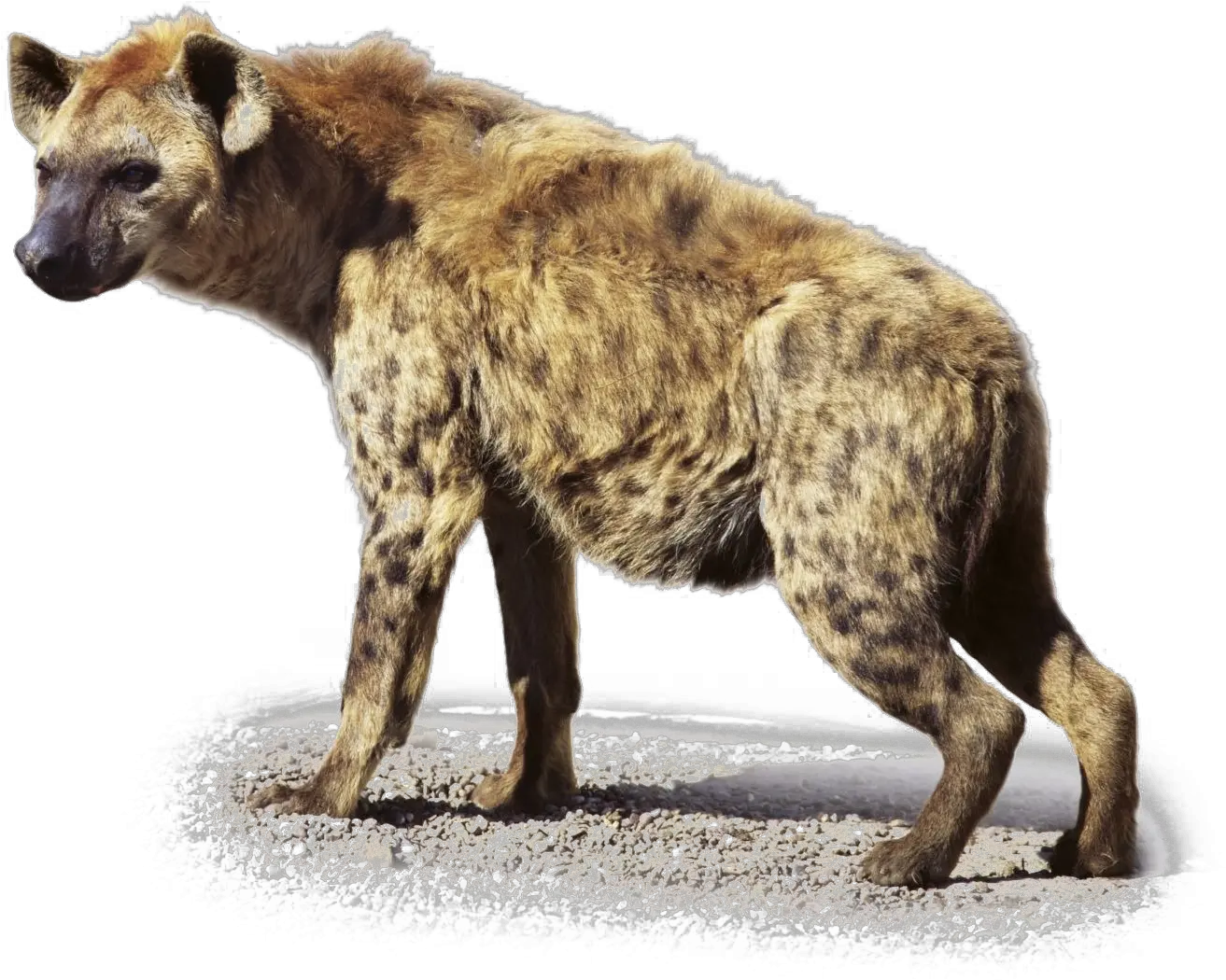 Hyena Transparent Images Hyena Png Hyena Png