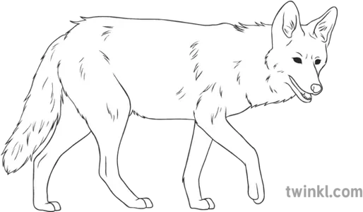 Coyote General Animal Secondary Black And White Rgb Cute Butterfly Black And White Png Coyote Png
