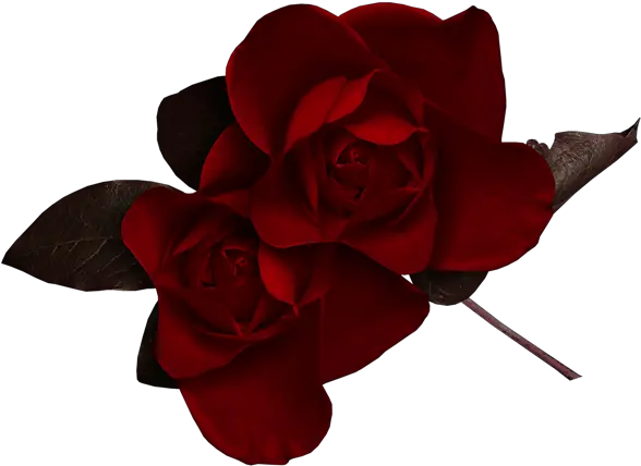 Dark Red Rose Clipart Dark Red Flowers Png Red Rose Png