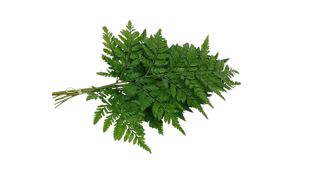 Bracken Fern Leaf Varieties Free Image On Pixabay Tree Png Fern Png