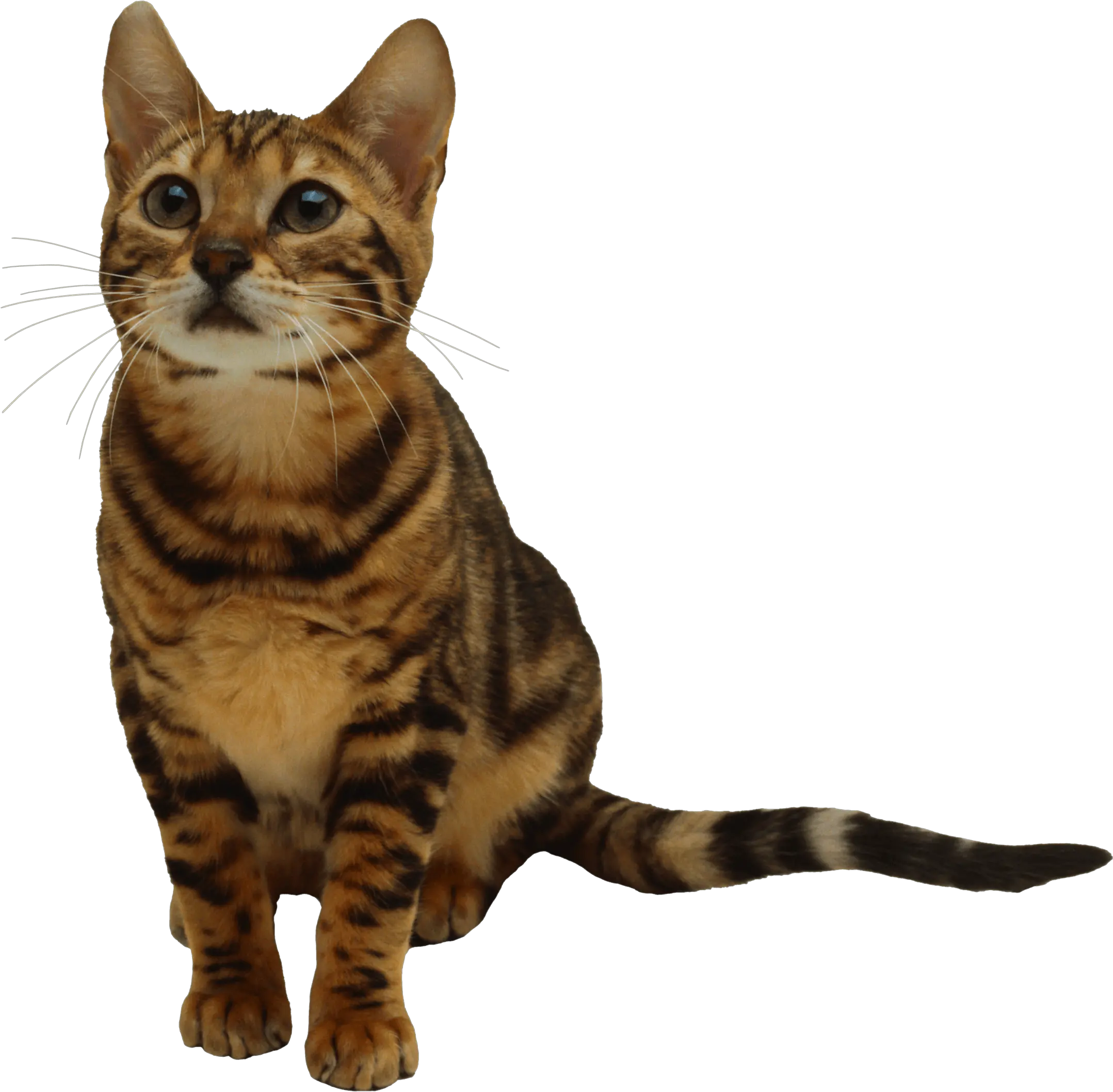 Cat Bell Png