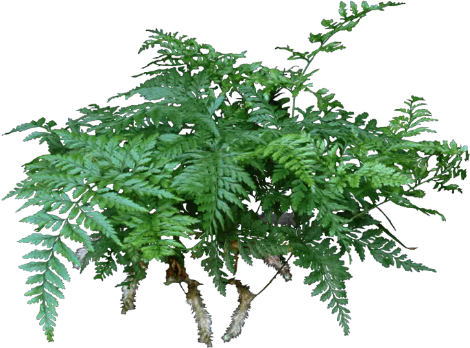 A Rabbitu0027s Foot Fern Is Lovely Compact That Never Tree Png Fern Png