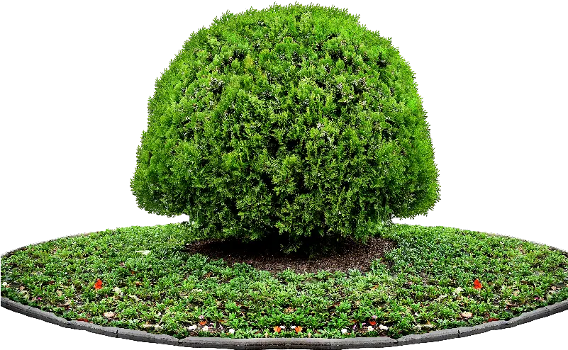 Pot Plant Png Tree Png Plant For Photoshop Tree For Tree Png Images For Photoshop Tree Elevation Png png